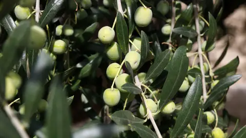 Olives a les Borges Blanques Olives a les Borges Blanques