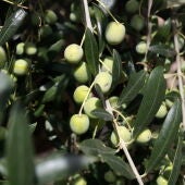 Olives a les Borges Blanques