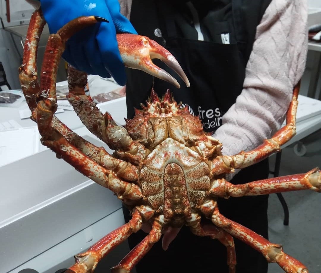 ¿Centollo o centolla? ¿Centollo o centolla?