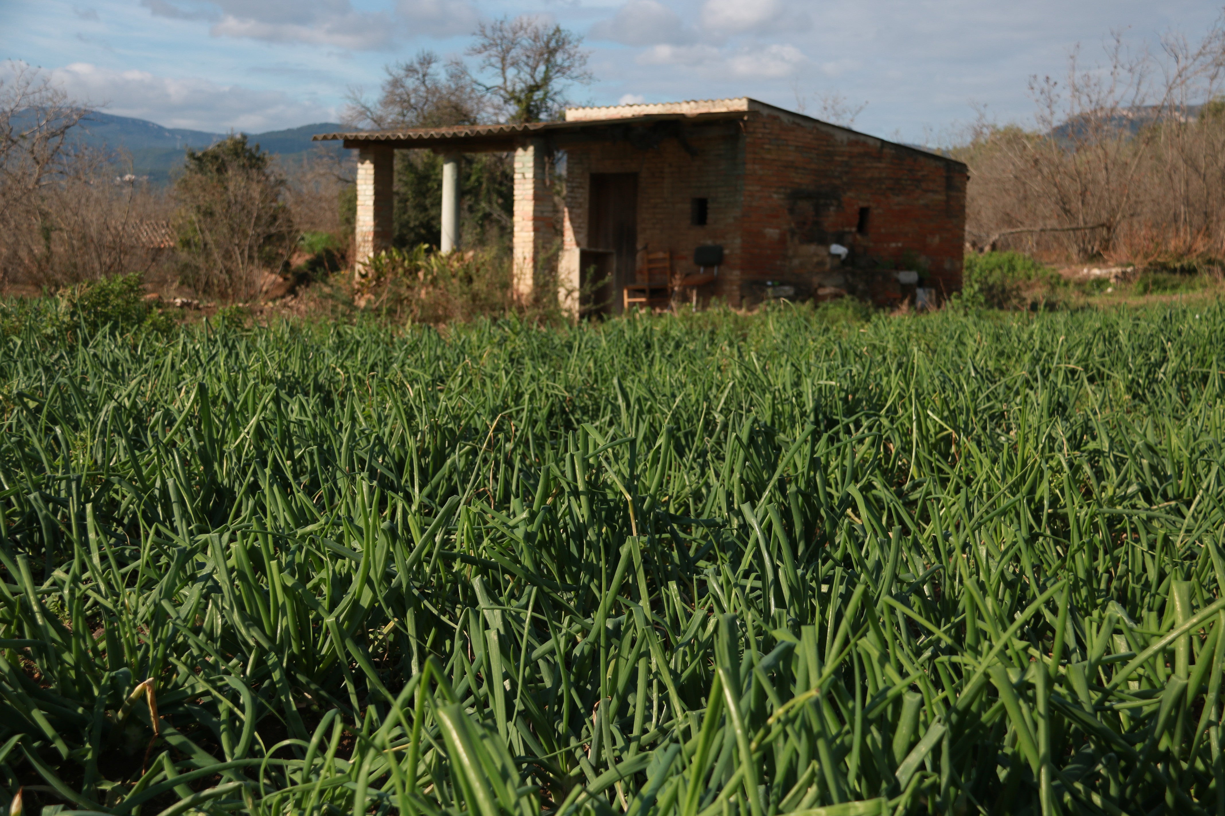 La IGP Calçot de Valls preveu una bona temporada La IGP Calçot de Valls preveu una bona temporada