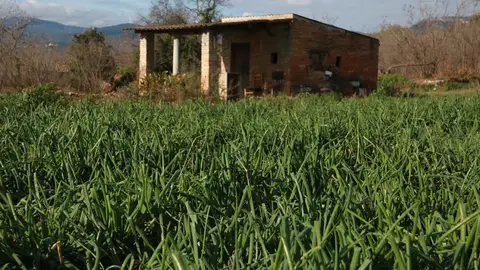 Calçots a un camp de la IGP Calçot de Valls Calçots a un camp de la IGP Calçot de Valls
