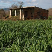 Calçots a un camp de la IGP Calçot de Valls 
