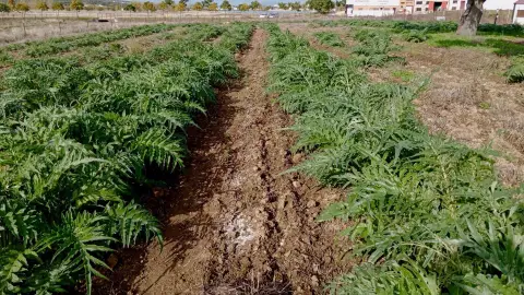 La Torta del Casar prevé plantar 18 hectáreas de cardo para asegurar la producción del queso La Torta del Casar prevé plantar 18 hectáreas de cardo para asegurar la producción del queso