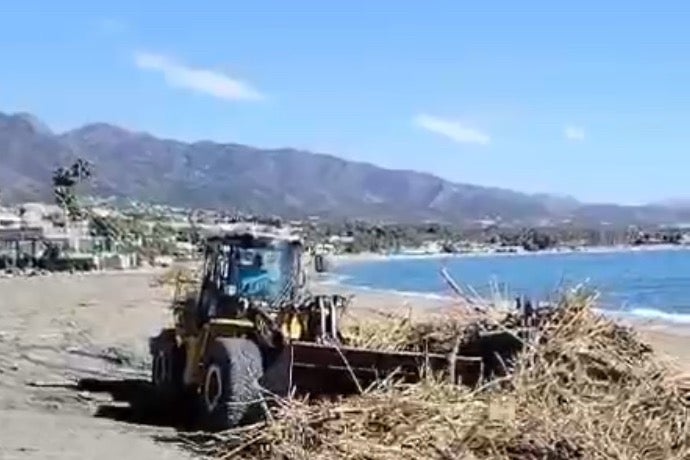 Más de 220 toneladas de cañas en las playas de Marbella Más de 220 toneladas de cañas en las playas de Marbella