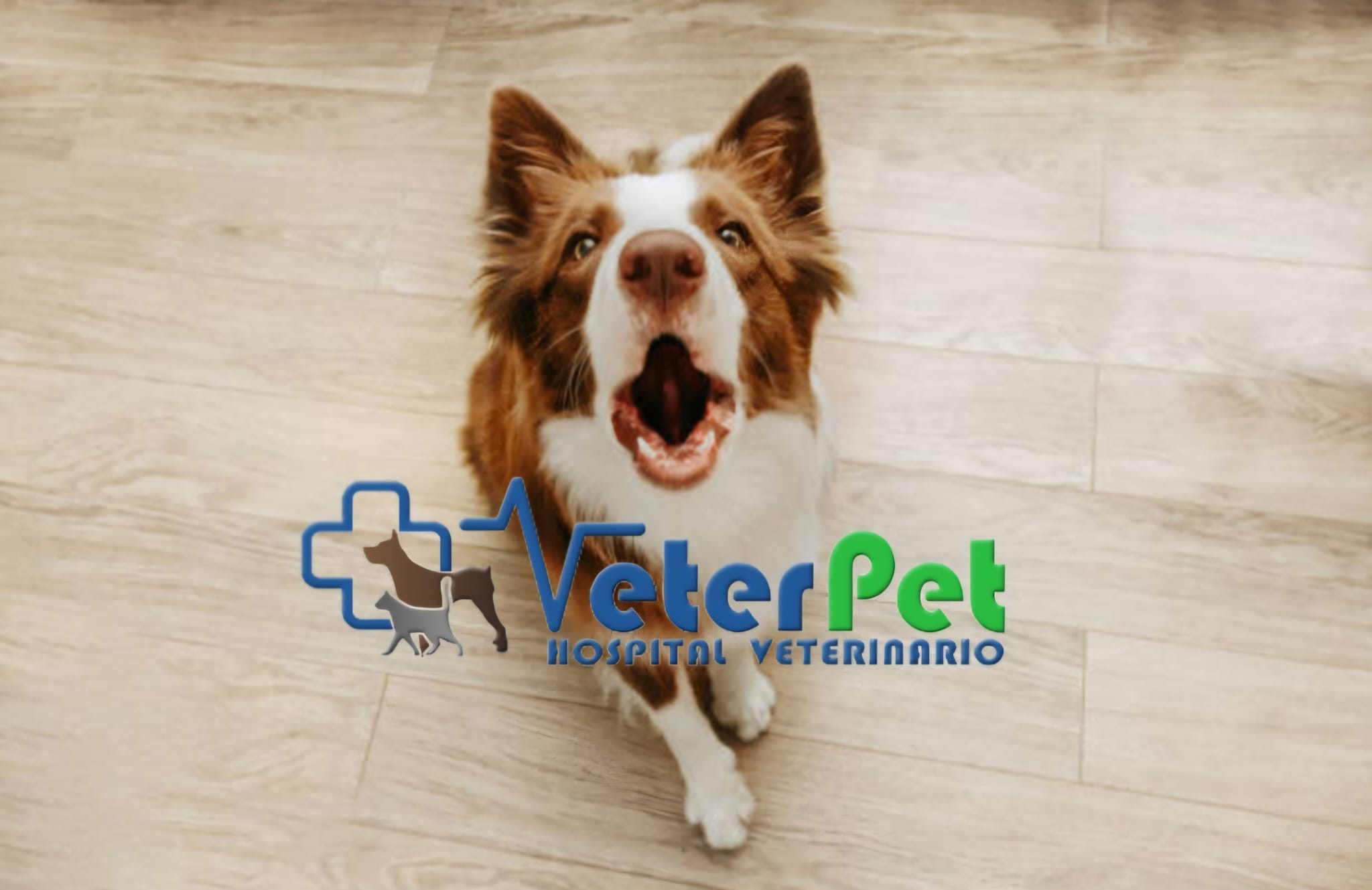 ¿Por qué un perro muerde a su dueño? Hasta el adiestrador canino puede sufrir una mordedura ¿Por qué un perro muerde a su dueño? Hasta el adiestrador canino puede sufrir una mordedura