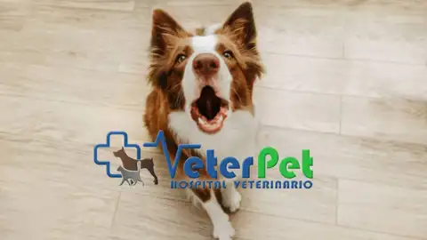 ¿Te pueden multar por los ladridos de tu perro? El adiestrador Ángel Osuna lo aclara ¿Te pueden multar por los ladridos de tu perro? El adiestrador Ángel Osuna lo aclara