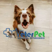 ¿Te pueden multar por los ladridos de tu perro? El adiestrador Ángel Osuna lo aclara ¿Te pueden multar por los ladridos de tu perro? El adiestrador Ángel Osuna lo aclara