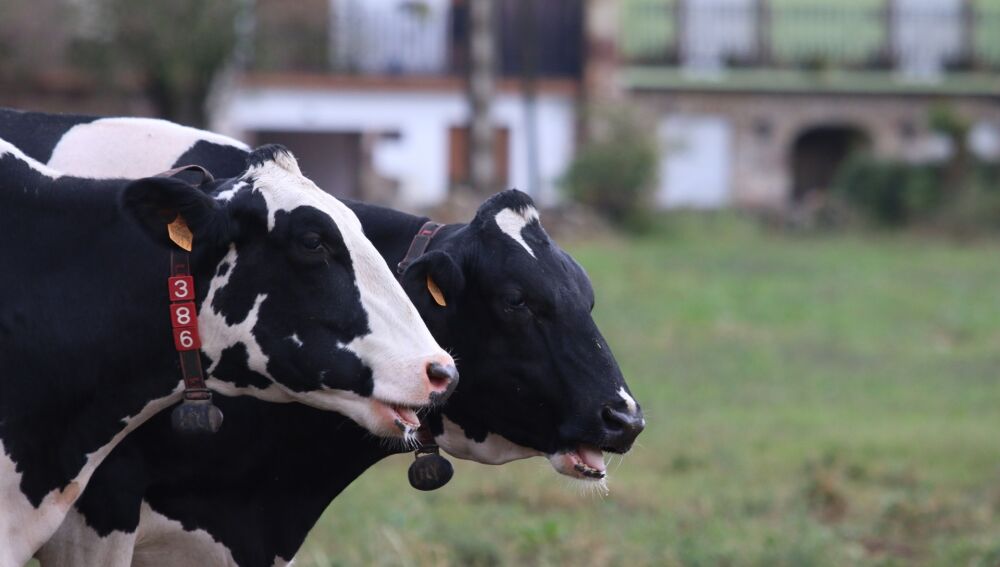 Medio Rural abonara esta semana 19 millones adelanto PAC.