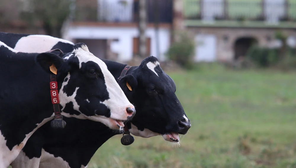 Medio Rural abonara esta semana 19 millones adelanto PAC. Medio Rural abonara esta semana 19 millones adelanto PAC.