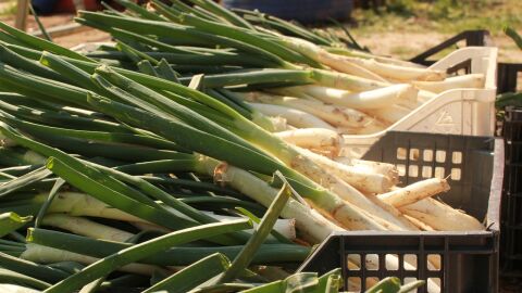 Crema de cal&ccedil;ots