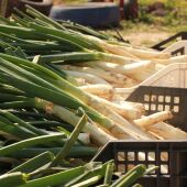 Crema de calçots