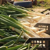 Crema de calçots Crema de calçots