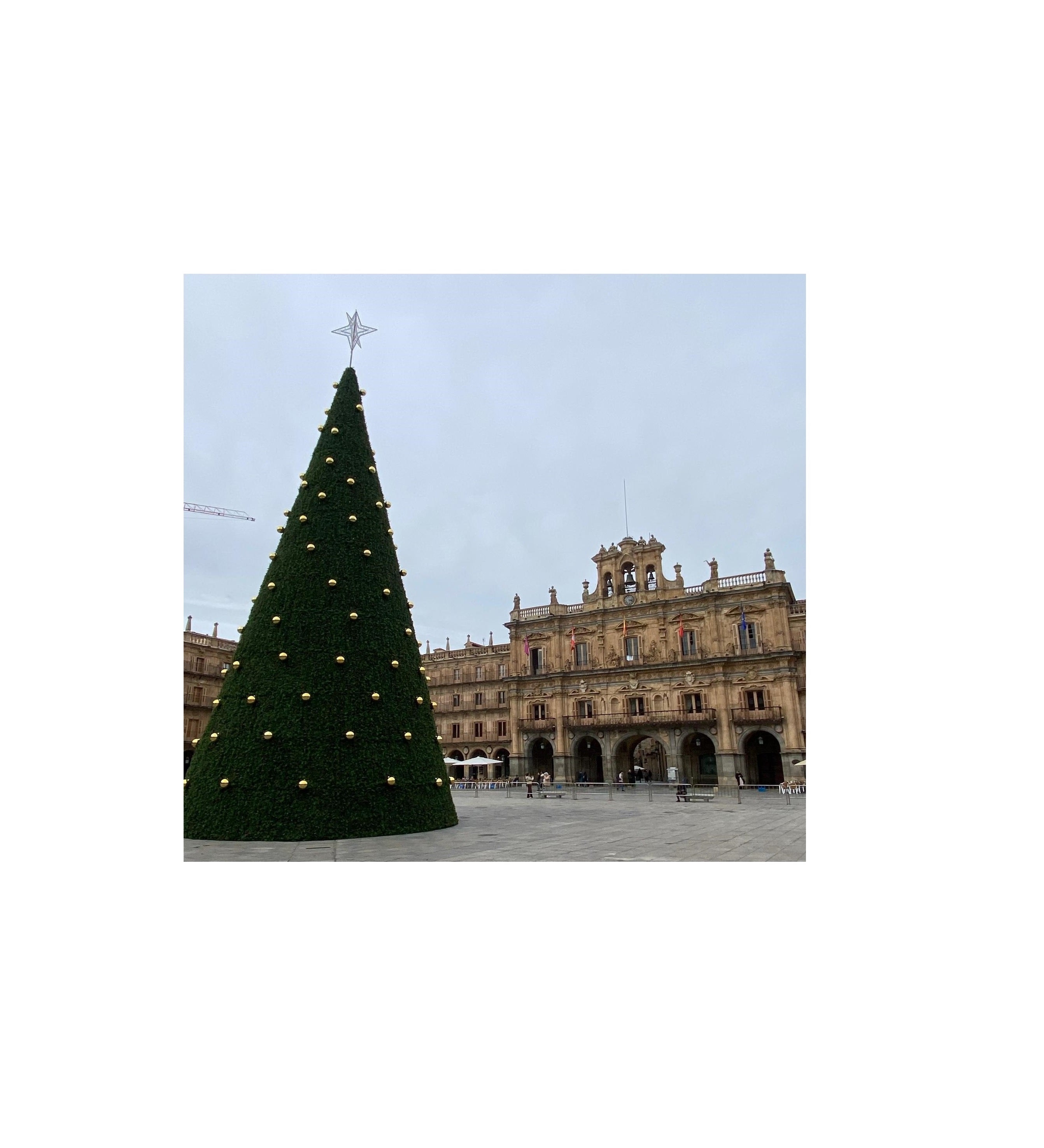 El árbol que decorará la Plaza Mayor de Salamanca estas navidades ya luce en el monumento charro El árbol que decorará la Plaza Mayor de Salamanca estas navidades ya luce en el monumento charro