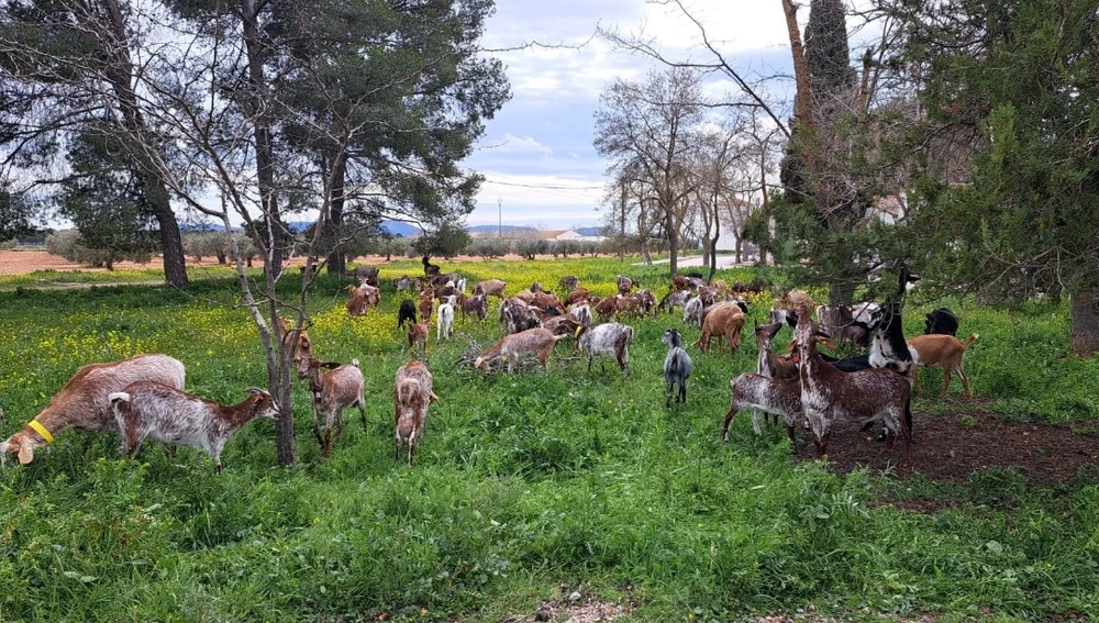 Cabras de raza Florida pastando (Valdepeñas) Cabras de raza Florida pastando (Valdepeñas)