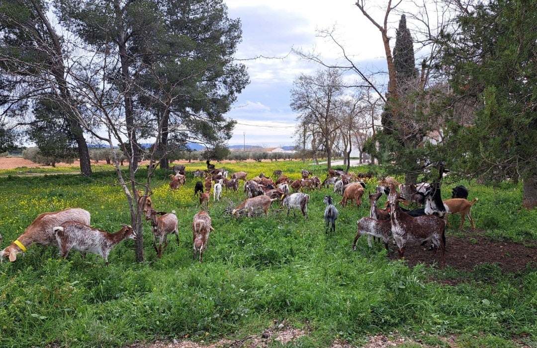 UGI pide que se prohíba el uso de herbicidas en zonas de pastoreo UGI pide que se prohíba el uso de herbicidas en zonas de pastoreo