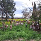 Cabras de raza Florida pastando (Valdepeñas)