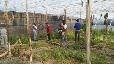 trabajadores en un invernadero trabajadores en un invernadero