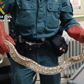 Localizado una pitón real por la Guardia Civil