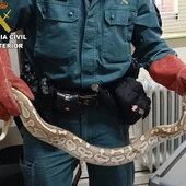 Localizado una pitón real por la Guardia Civil Localizado una pitón real por la Guardia Civil