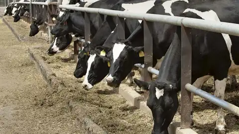 Una granja de vacas Una granja de vacas