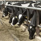 Una granja de vacas Una granja de vacas