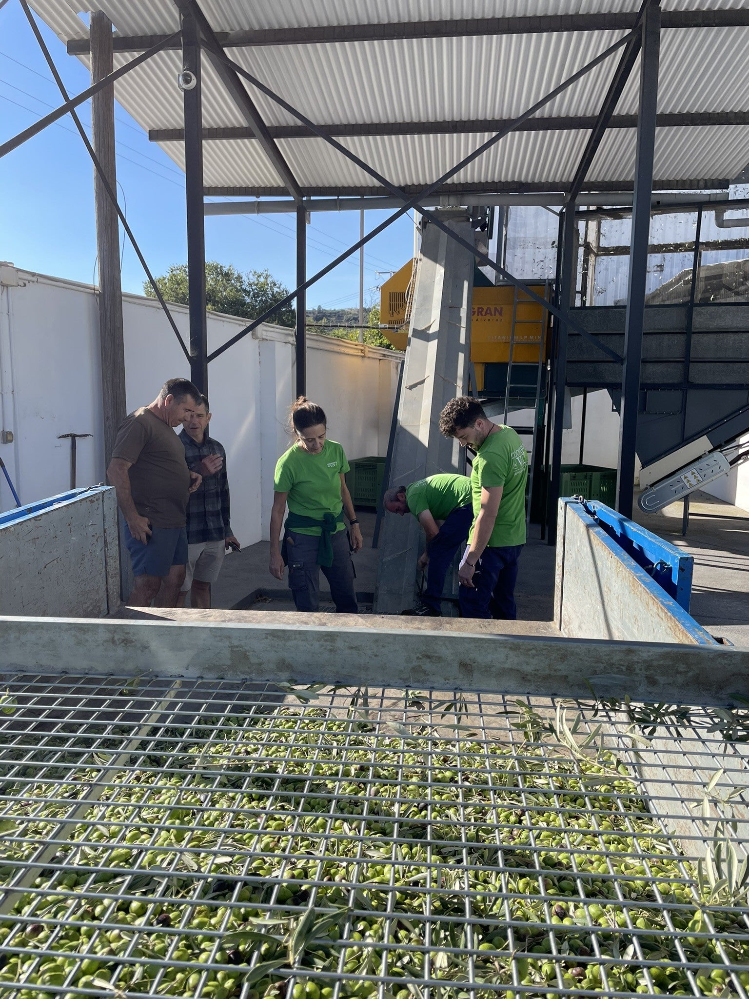 La Cooperativa de Viver mantendrá el precio de su aceite a pesar del peor resultado de producción de su historia La Cooperativa de Viver mantendrá el precio de su aceite a pesar del peor resultado de producción de su historia