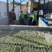 Productores de aceite en la Cooperativa de Viver. Productores de aceite en la Cooperativa de Viver.