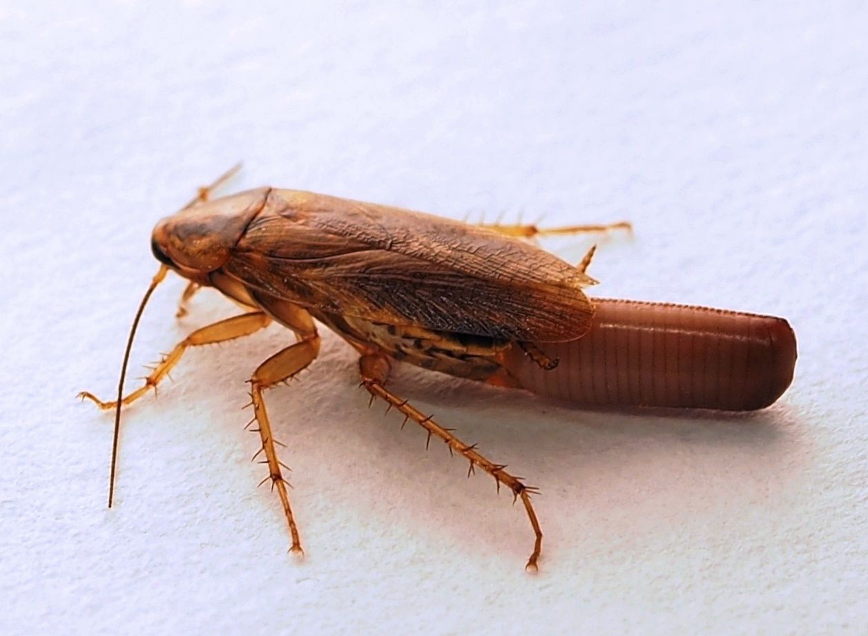 No aplastes nunca una cucaracha: un enfermero lo explica con una razón de peso No aplastes nunca una cucaracha: un enfermero lo explica con una razón de peso