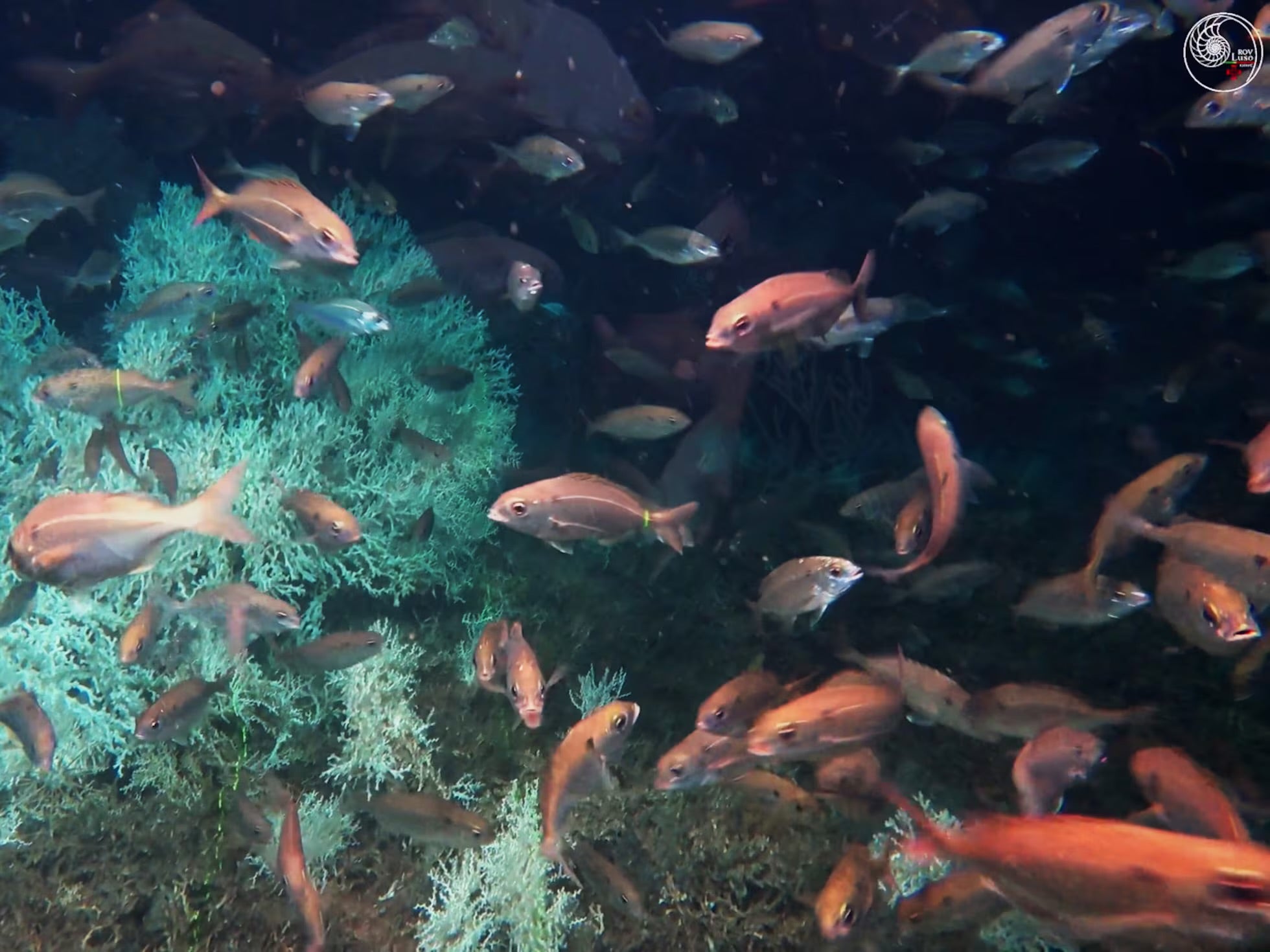 Santuario de Coral de Cabliers en peligro Santuario de Coral de Cabliers en peligro