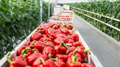 Pimientos de Almer&iacute;a