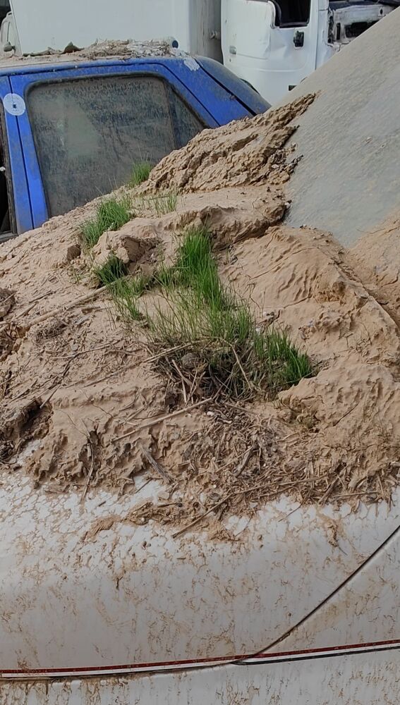 Césped que ha brotado del barro acumulado en un coche destrozado.