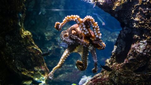 Imagen de archivo de un pulpo