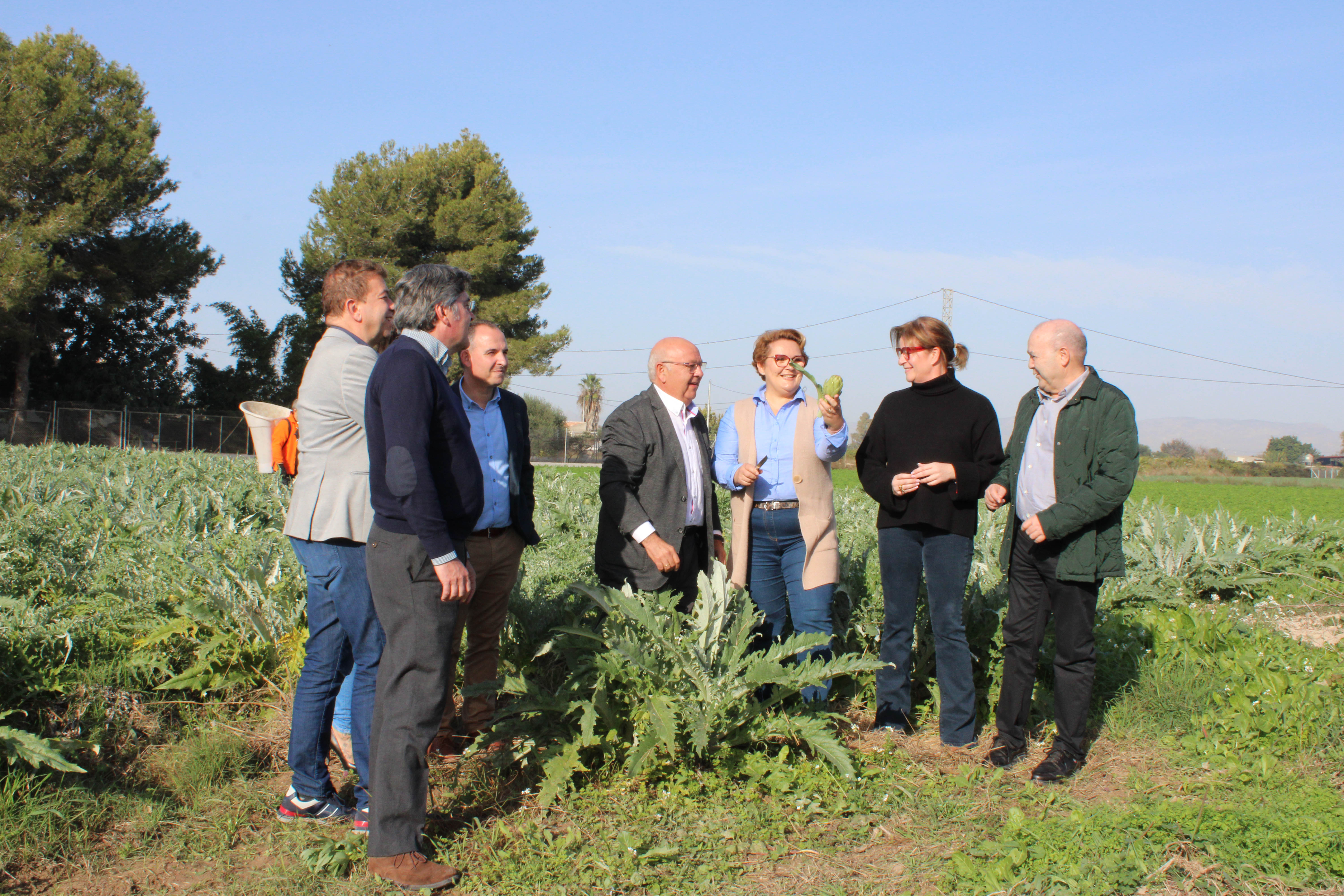 La superficie destinada a la alcachofa en la Vega Baja crece más de un 50% en la última década La superficie destinada a la alcachofa en la Vega Baja crece más de un 50% en la última década