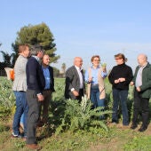 La superficie destinada a la alcachofa en la Vega Baja crece más de un 50% en la última década