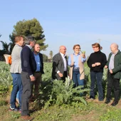 La superficie destinada a la alcachofa en la Vega Baja crece más de un 50% en la última década La superficie destinada a la alcachofa en la Vega Baja crece más de un 50% en la última década