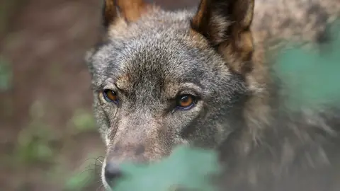 Imagen de archivo de un lobo Ibérico. La UE logra rebajar la protección internacional del lobo como paso previo a modificar las reglas comunitarias