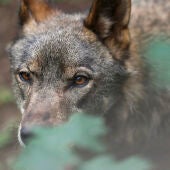 La UE logra rebajar la protección internacional del lobo como paso previo a modificar las reglas comunitarias