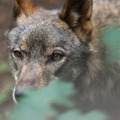 La UE logra rebajar la protección internacional del lobo como paso previo a modificar las reglas comunitarias La UE logra rebajar la protección internacional del lobo como paso previo a modificar las reglas comunitarias