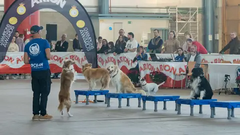 Expomascotas en IFA-Fira Alacant. Expomascotas en IFA-Fira Alacant.