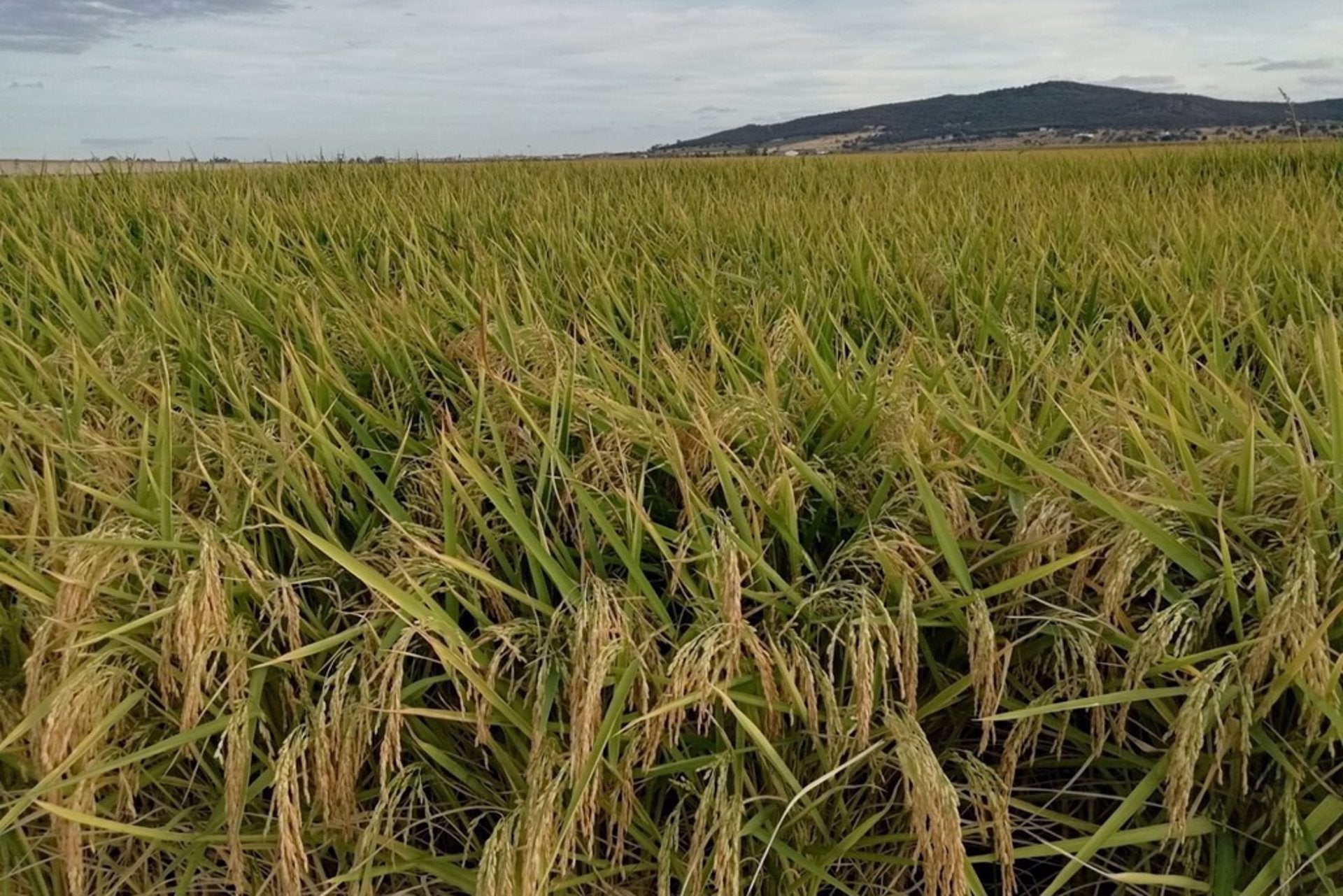 La Unión denuncia a la mayor comercializadora de arroz por imponer precios a los productores "muy por debajo" de costes La Unión denuncia a la mayor comercializadora de arroz por imponer precios a los productores "muy por debajo" de costes