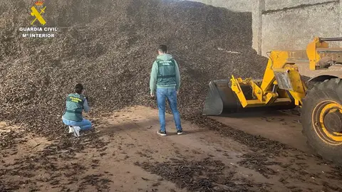 Desarticulado un grupo criminal que introducía algarroba ilegalmente en el mercado Desarticulado un grupo criminal que introducía algarroba ilegalmente en el mercado