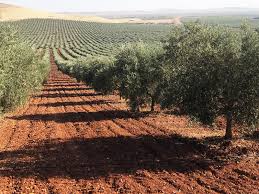 ASAJA Ciudad Real pide más seguridad en una campaña de la aceituna que prevé “muy buena” en términos de producción ASAJA Ciudad Real pide más seguridad en una campaña de la aceituna que prevé “muy buena” en términos de producción