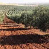 Un campo de olivos