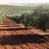 Un campo de olivos Un campo de olivos