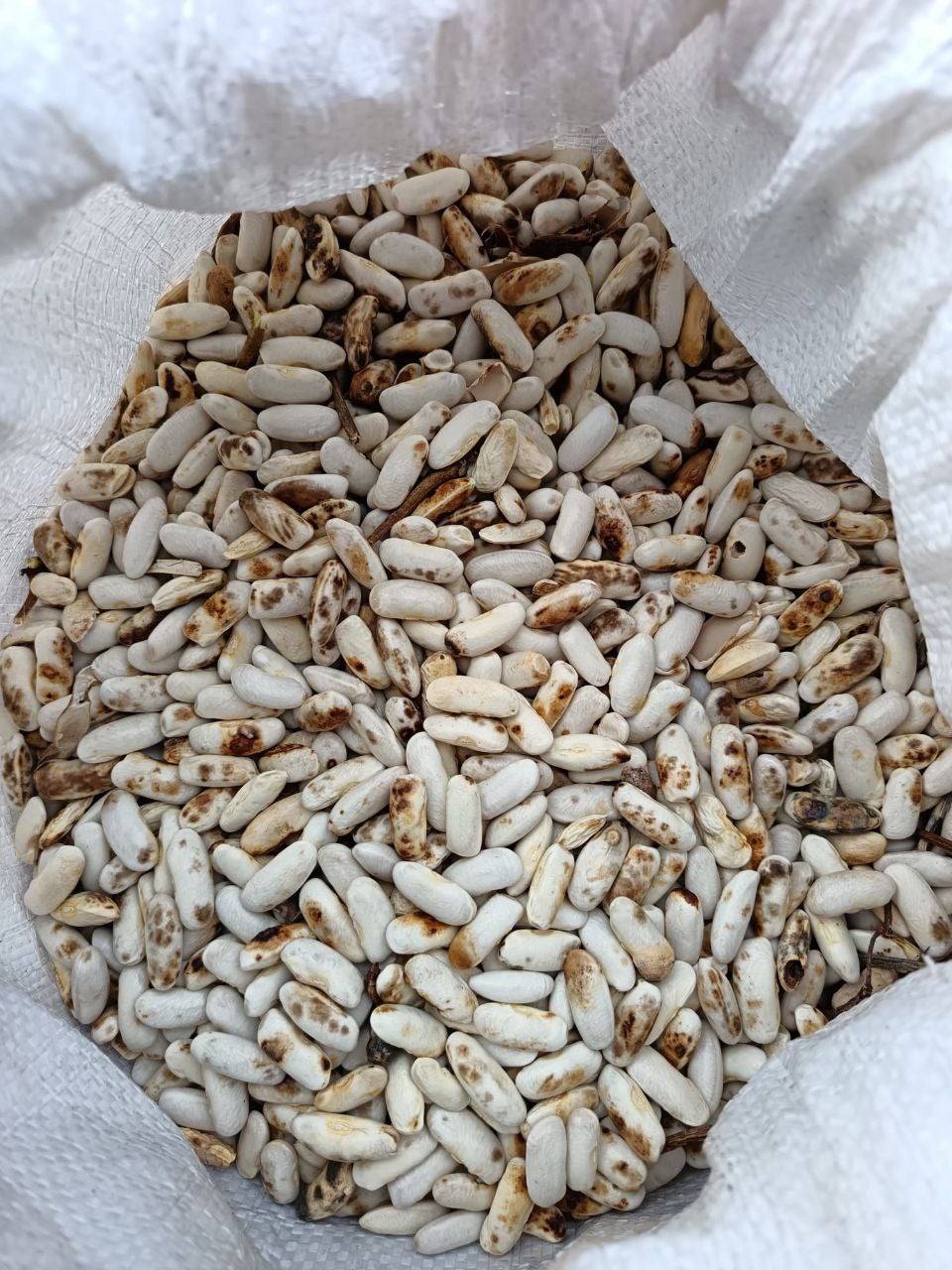 Productores de A Mariña pierden el 80% de la cosecha de faba Productores de A Mariña pierden el 80% de la cosecha de faba