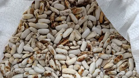 Se perdió el 80% de la cosecha de la faba onda cero