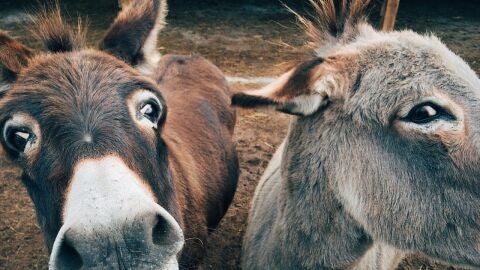 Imagen de archivo de dos burros