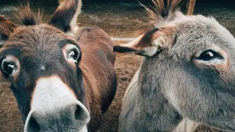 Imagen de archivo de dos burros Imagen de archivo de dos burros