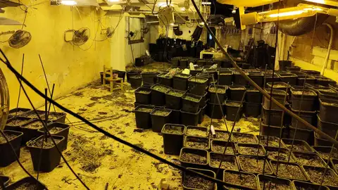 La Policía Nacional ha desmantelado dos cultivos hidropónicos de marihuana La Policía Nacional ha desmantelado dos cultivos hidropónicos de marihuana