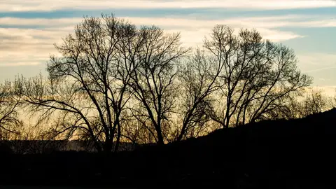 Imagen de archivo de un árbol sin hojas en Manzanares el Real, Madrid (España). Imagen de archivo de un árbol sin hojas en Manzanares el Real, Madrid (España).